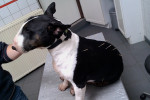 Bear,bullterriër reu,5jr, heeft veel last van jeuk door atopie. Naast efavet, homeopathie krijgt hij nu ook acupunctuur.